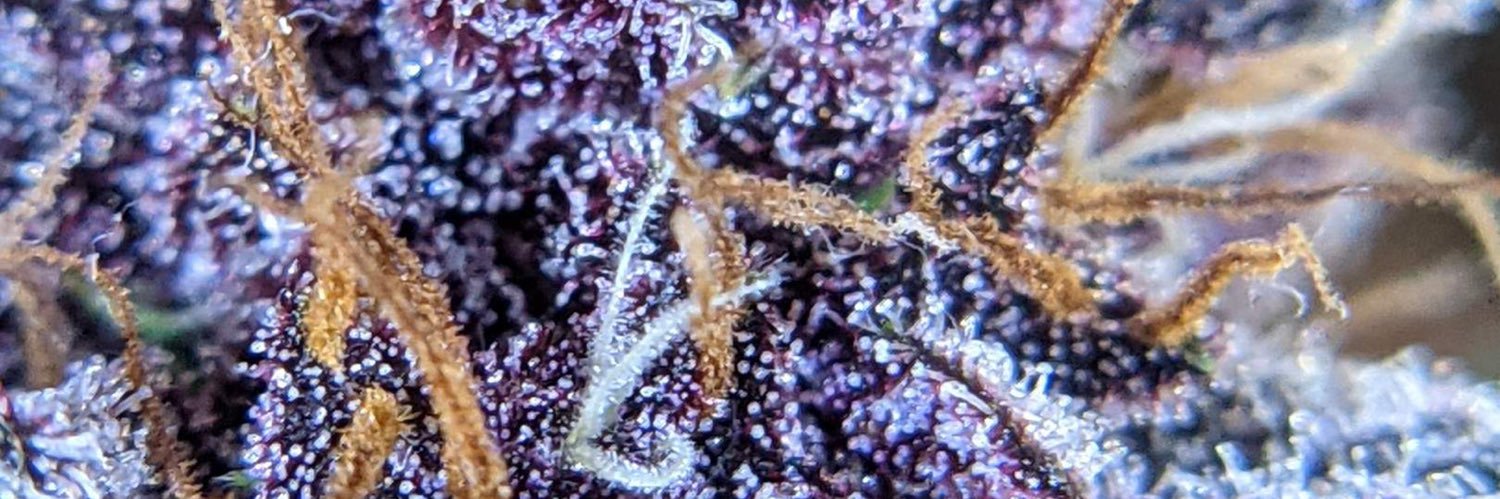 Marijuana4201's profile banner image