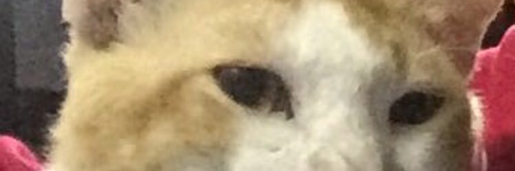 kucinghalia's profile banner image
