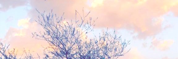 صفوق الشمري banner