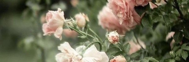 Paulina862Y's profile banner image