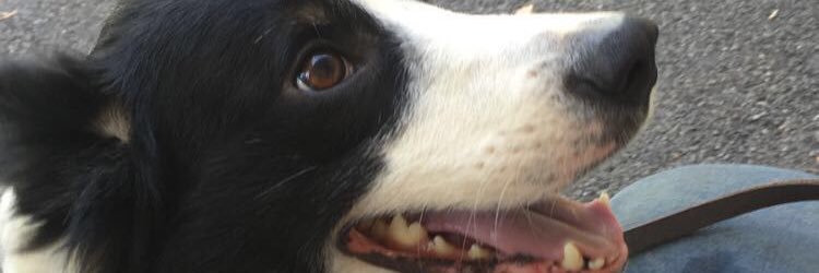 IsabelleGato's profile banner image