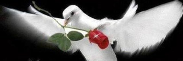 ayda_q7's profile banner image