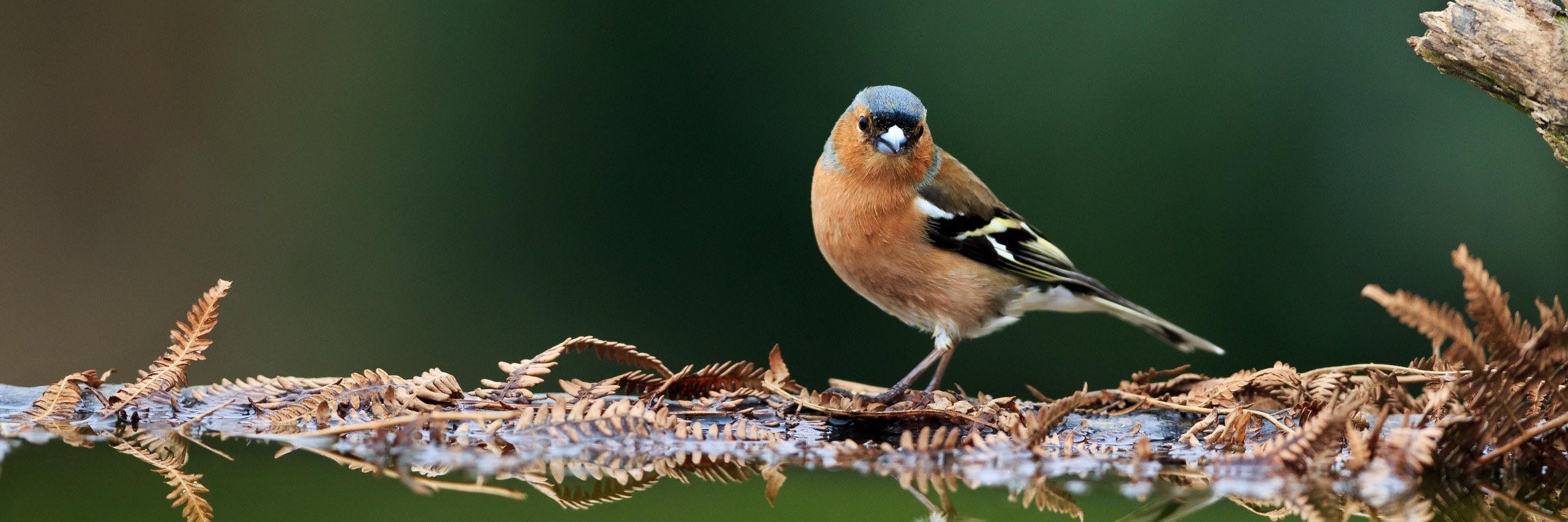 garden_bird's profile banner image
