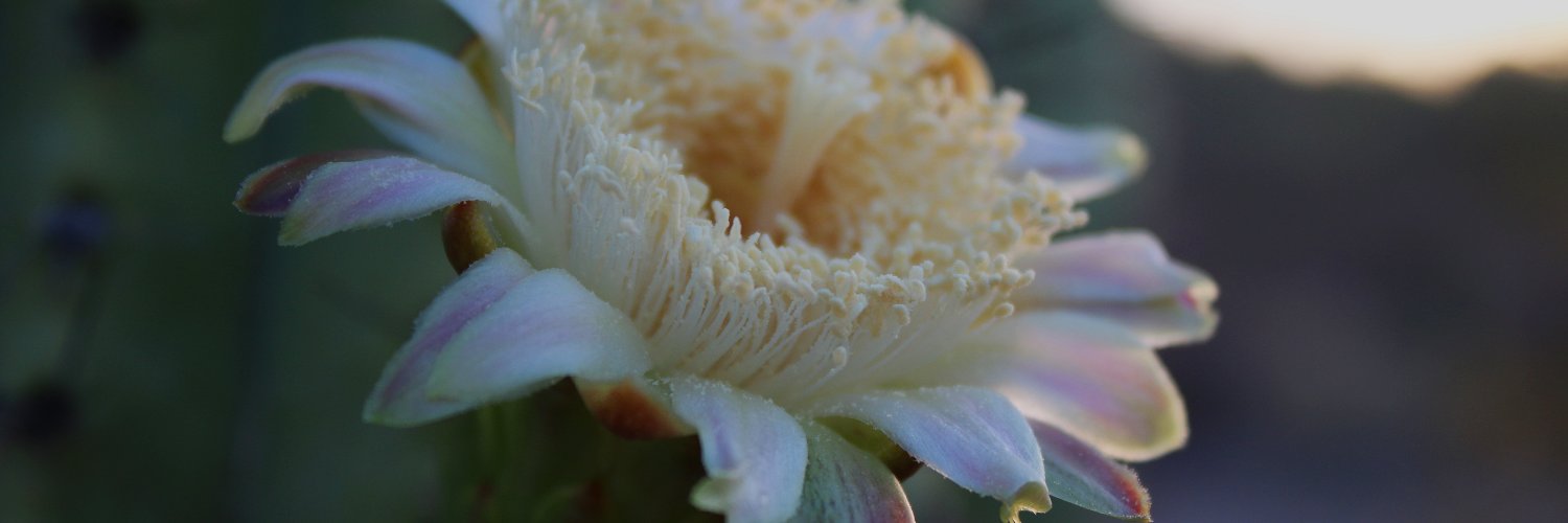 Organ Pipe Cactus NM banner