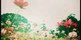 Silviaa banner