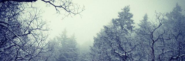 Madison_Bohman's profile banner image