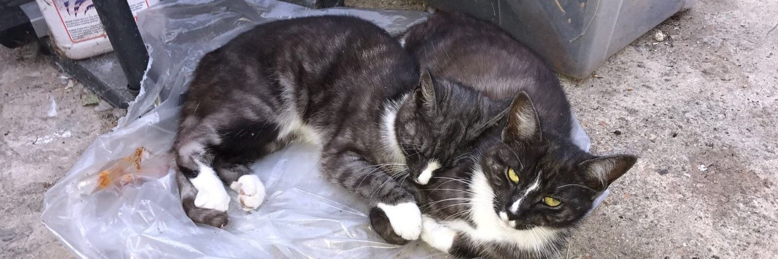 Mohammed Jhorul Ahmed banner