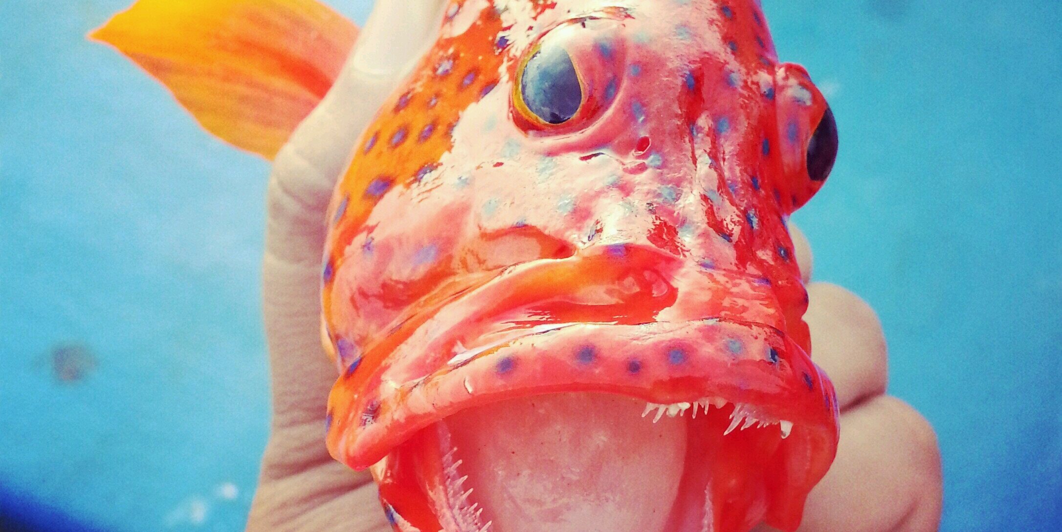 kandiki's profile banner image