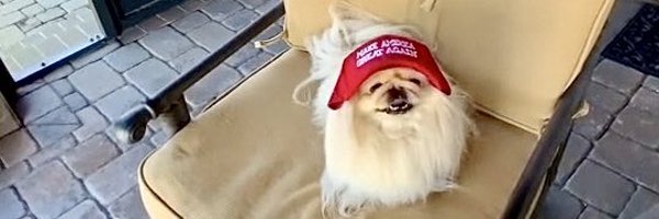 LilCaliGurl Profile Banner