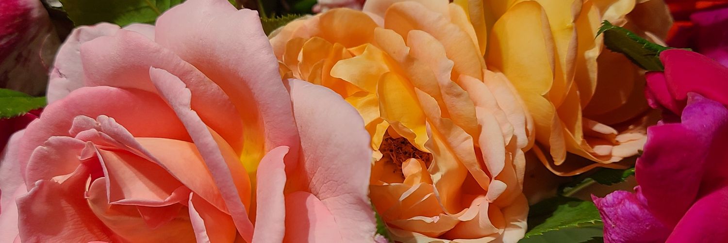 Deanna Harris banner