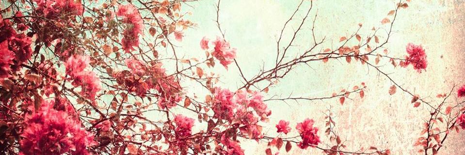 kelly_mcerlean's profile banner image