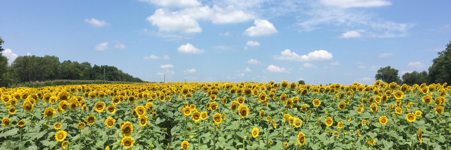 pidgorodetska's profile banner image