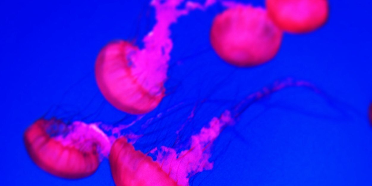 rebeccaselena's profile banner image