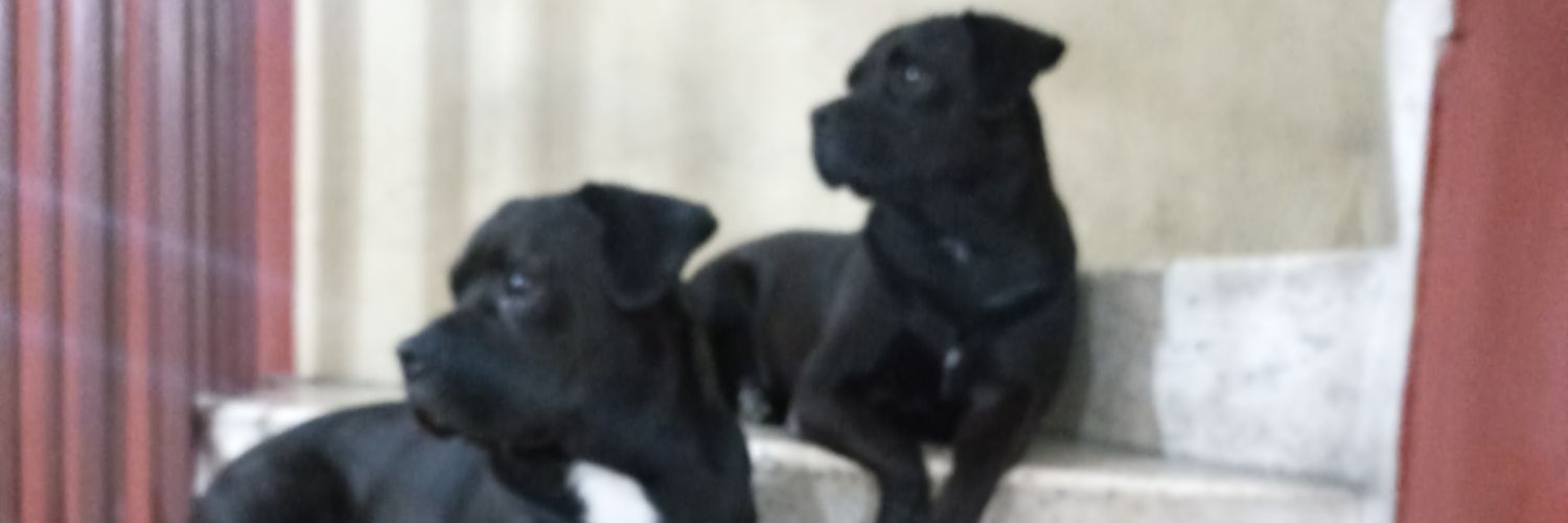 FikiPilco's profile banner image