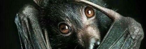 RegulusRunsRiot's profile banner image