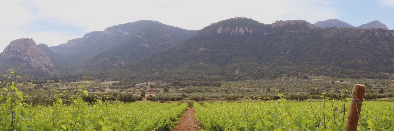 Bodegas Carchelo banner