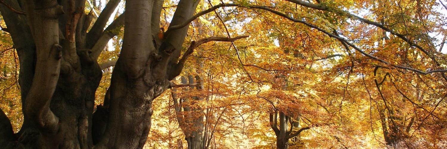 Stephen Murray banner