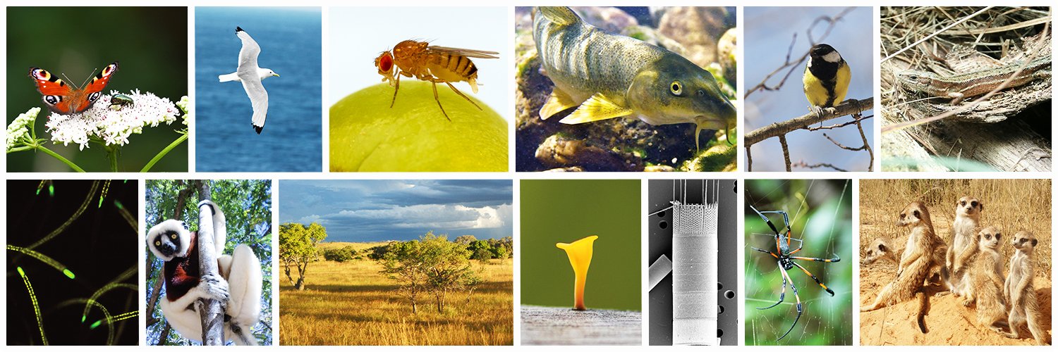 Évolution & Diversité Biologique banner
