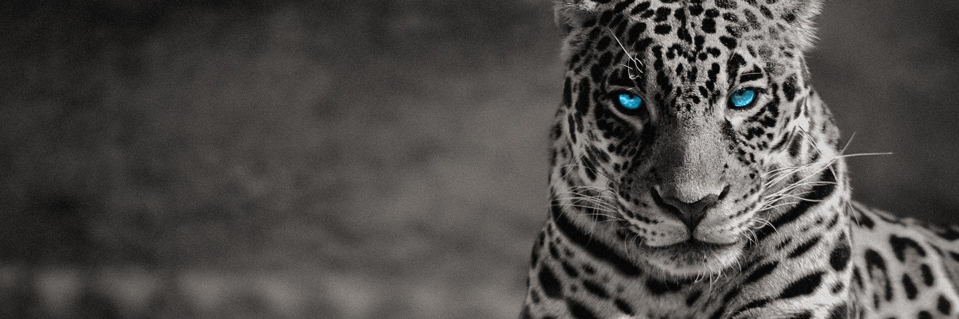 I_Timberwolf_I's profile banner image