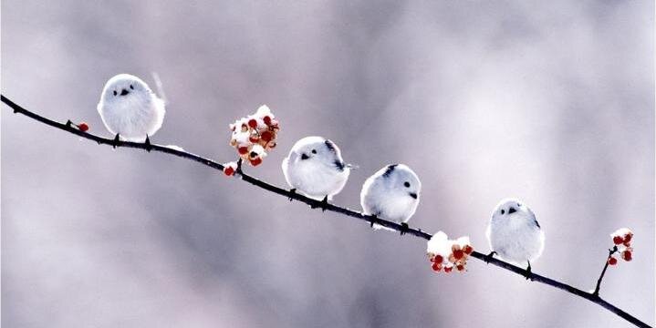 シマエナガbot banner