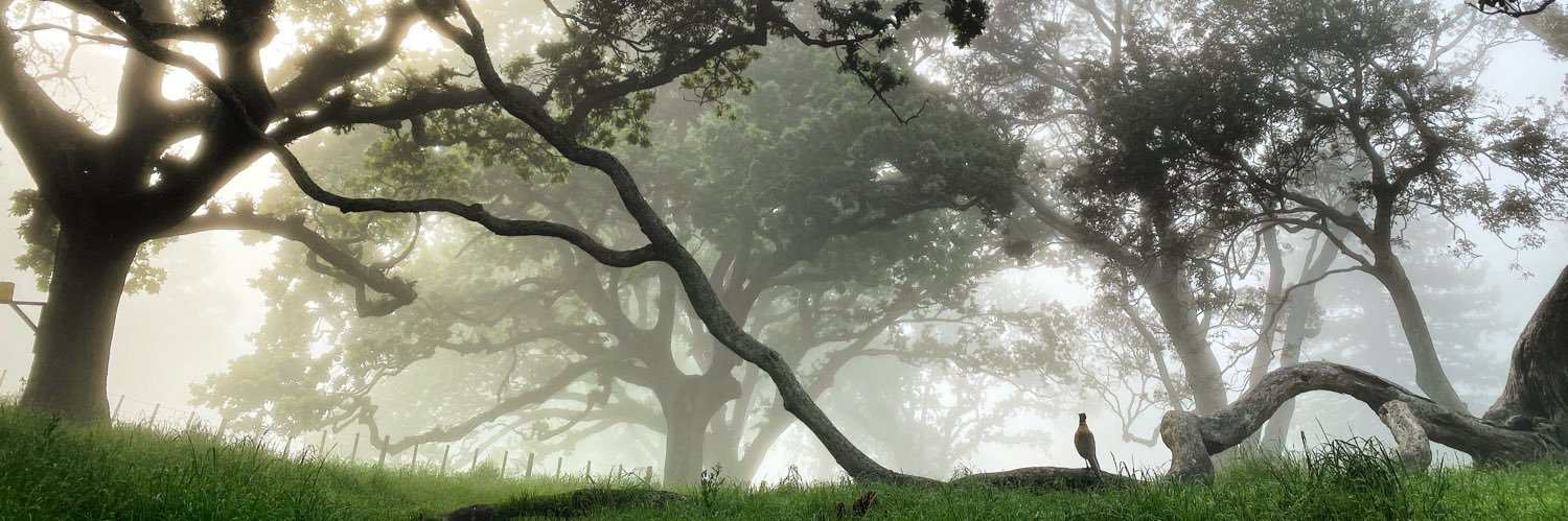 Hayley 🏳️‍🌈 banner