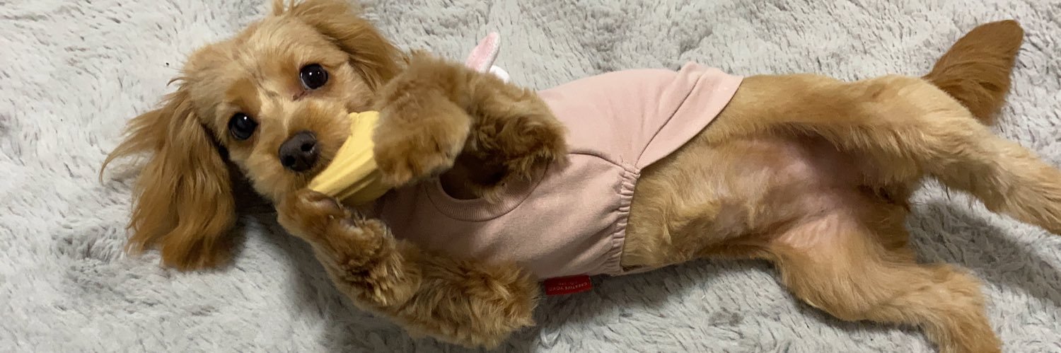 yui_dayoon's profile banner image