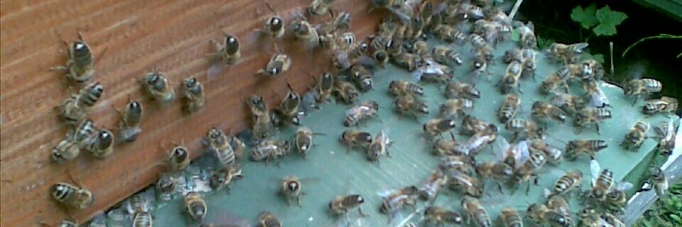 Ulster Beekeepers . banner