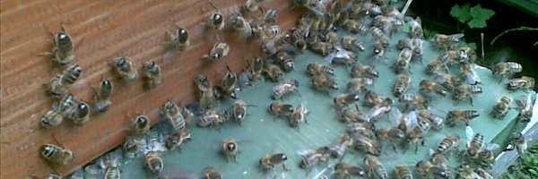 ulsterbees Profile Banner