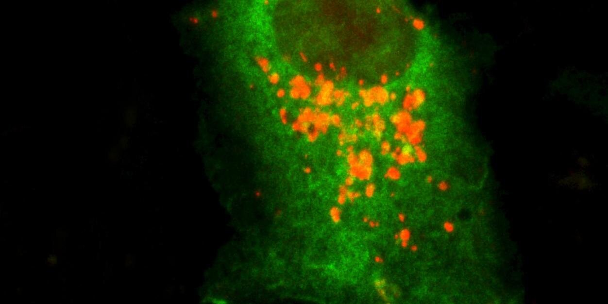 Cytoplasm_rulez's profile banner image