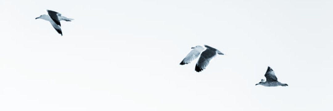 davtsen's profile banner image