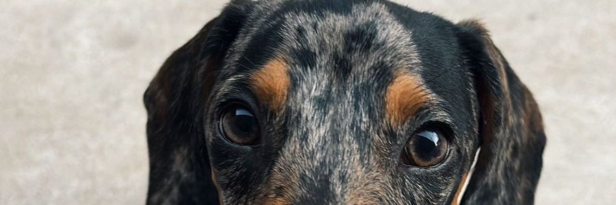 Luchinomas's profile banner image