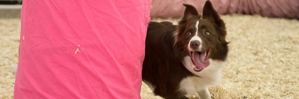 RevBorderCollie's profile banner image