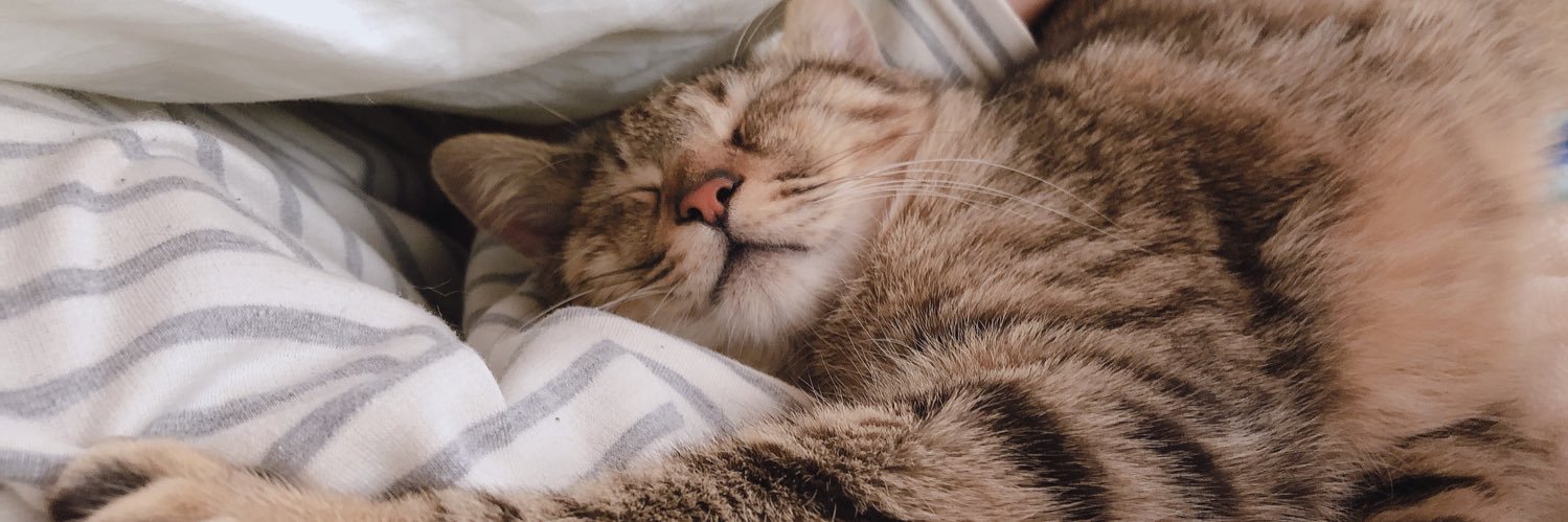 ココ🐈🐾 banner