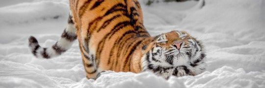 Pilar_Lopez97's profile banner image