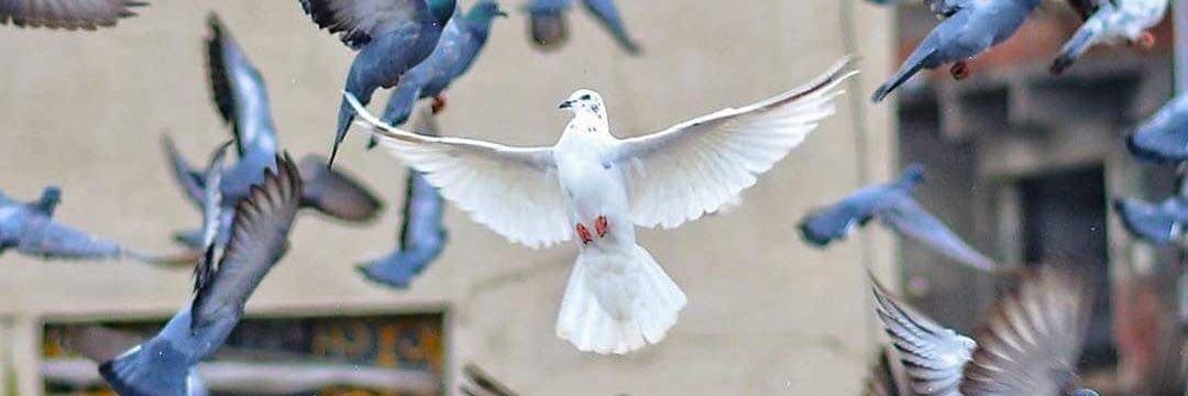 PV Courseulles banner