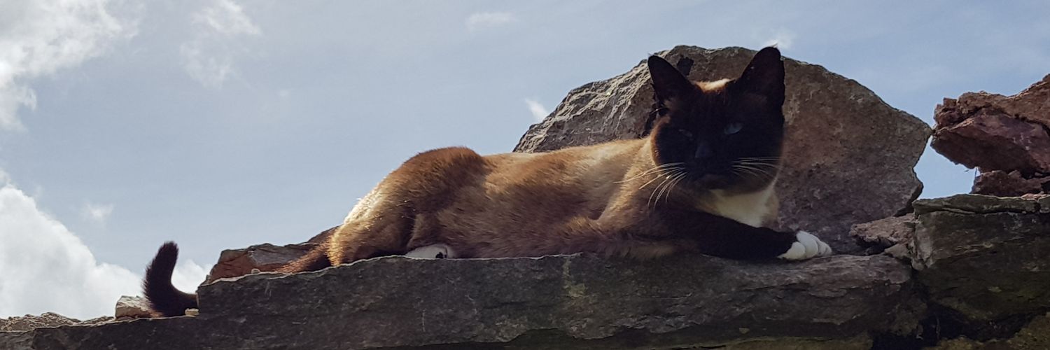 JoSharlott's profile banner image
