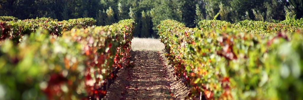 VINSROUMAGNAC's profile banner image