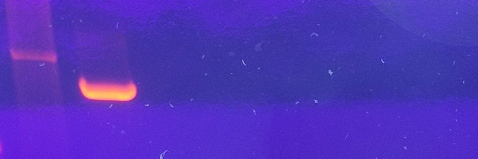 telomerase24's profile banner image