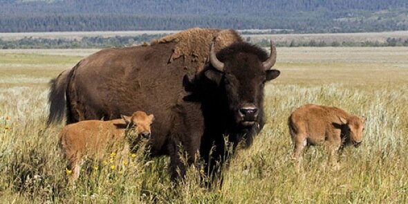 Bison Producers AB banner