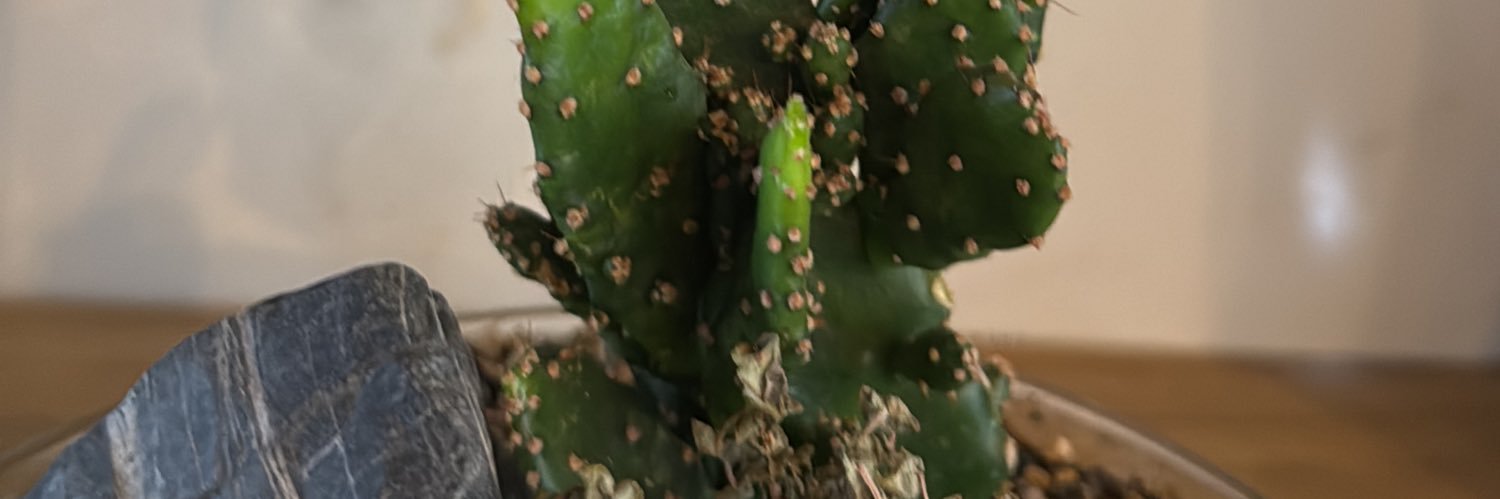 TayaWayuu's profile banner image