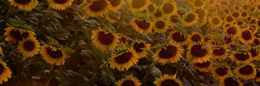 🌻ntn banner