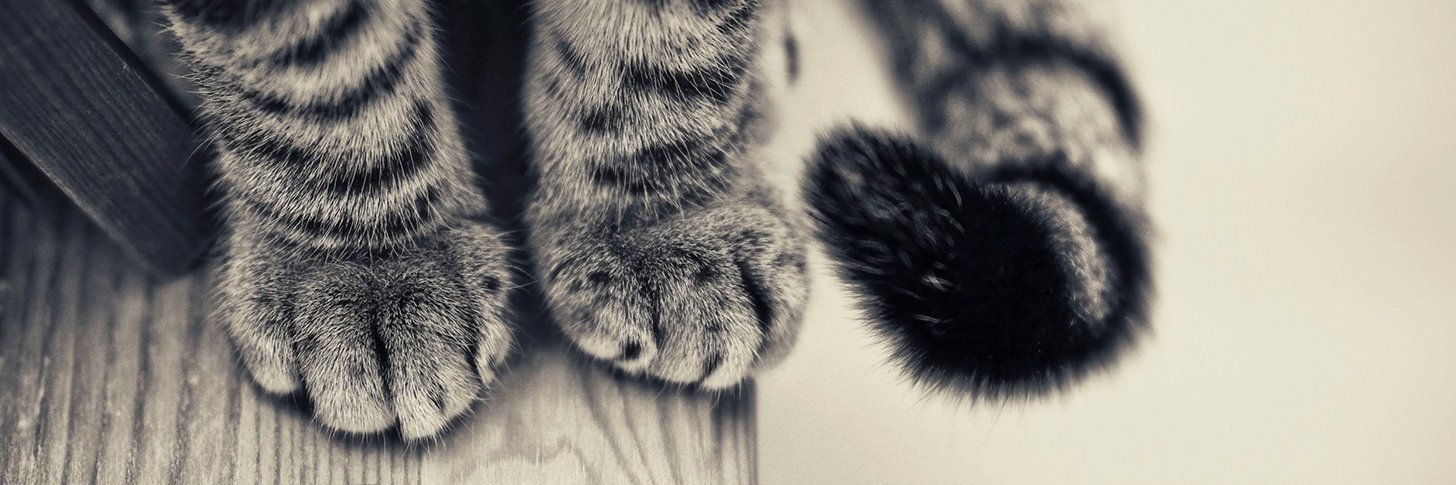 info_gato's profile banner image