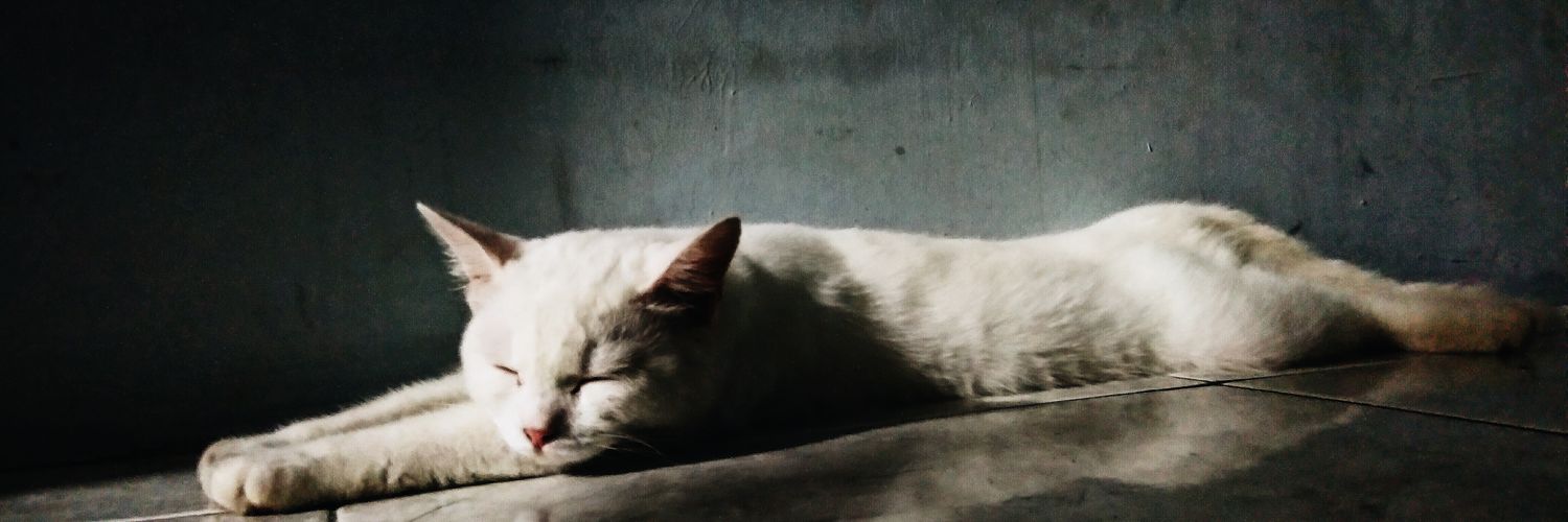 bimokadarusman's profile banner image