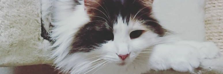 dilute_calico's profile banner image