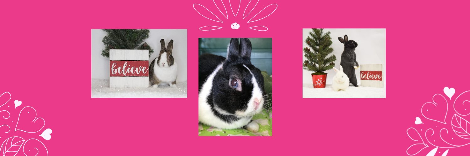 FUR_Rabbits's profile banner image