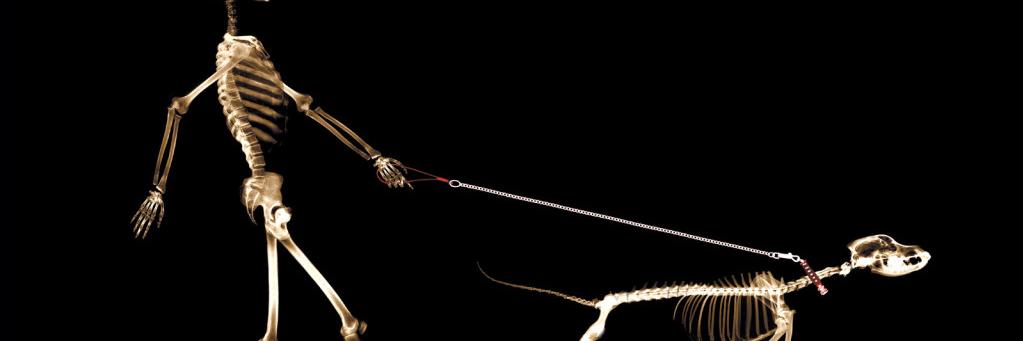 British Veterinary Orthopaedic Association banner