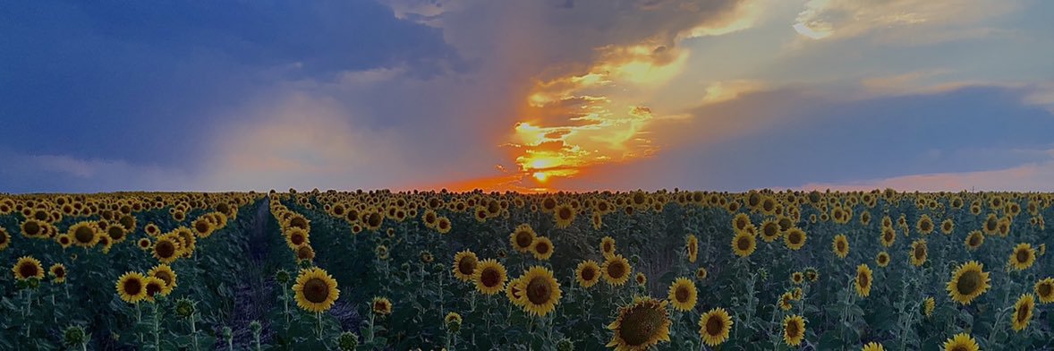 tripuzle's profile banner image