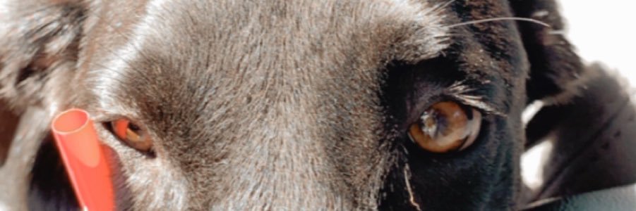 DedeauxAnna's profile banner image