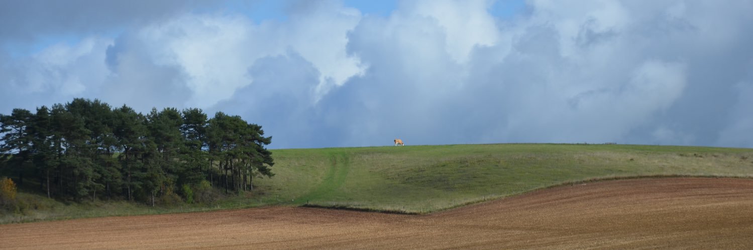 Patricia Charmelot banner