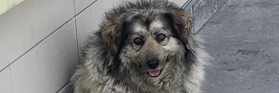 dagidirr's profile banner image